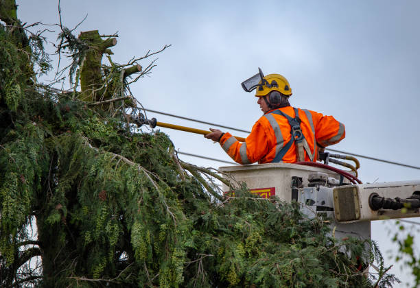 Tree and Shrub Care in Dewitt, IA