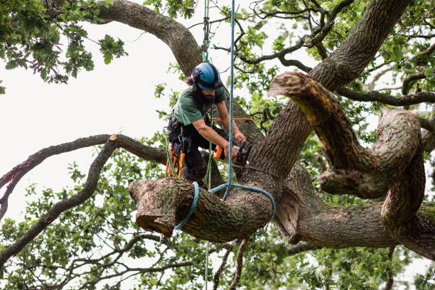 Best Palm Tree Trimming  in Dewitt, IA