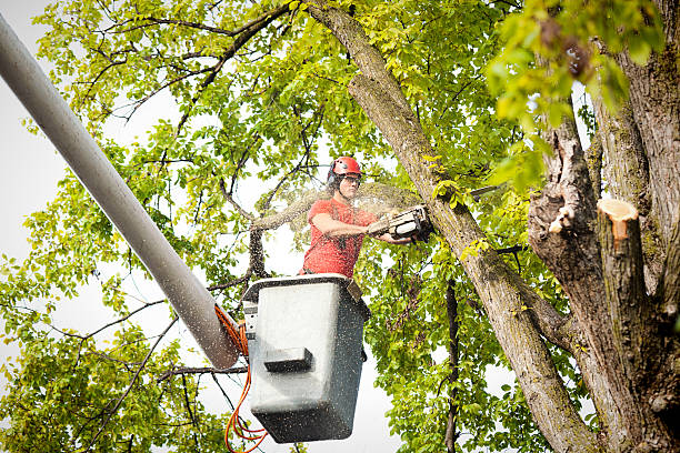 How Our Tree Care Process Works  in  Dewitt, IA